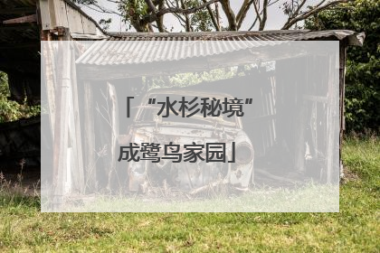 “水杉秘境”成鹭鸟家园