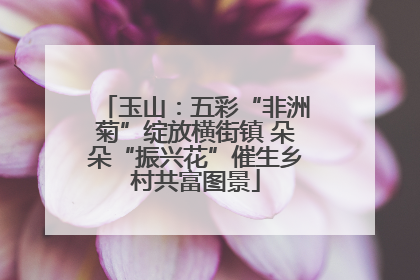 玉山：五彩“非洲菊”绽放横街镇 朵朵“振兴花”催生乡村共富图景