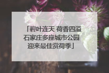 碧叶连天 荷香四溢 石家庄多座城市公园迎来最佳赏荷季