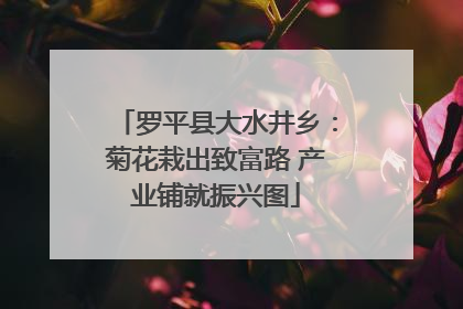 罗平县大水井乡：菊花栽出致富路 产业铺就振兴图