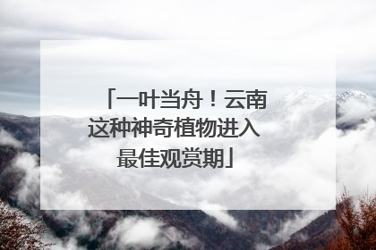 一叶当舟！云南这种神奇植物进入最佳观赏期