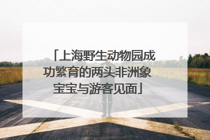 上海野生动物园成功繁育的两头非洲象宝宝与游客见面