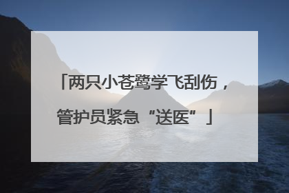 两只小苍鹭学飞刮伤，管护员紧急“送医”