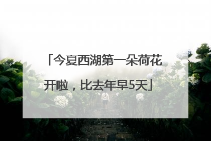 今夏西湖第一朵荷花开啦，比去年早5天