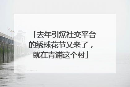 去年引爆社交平台的绣球花节又来了，就在青浦这个村