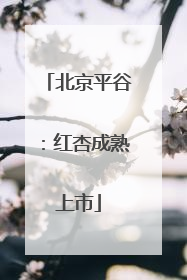 北京平谷：红杏成熟上市