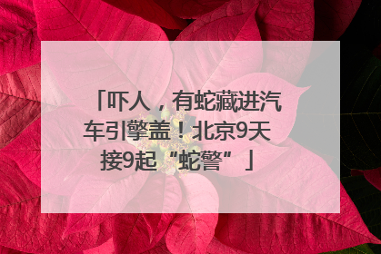 吓人，有蛇藏进汽车引擎盖！北京9天接9起“蛇警”