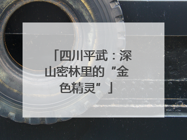 四川平武：深山密林里的“金色精灵”