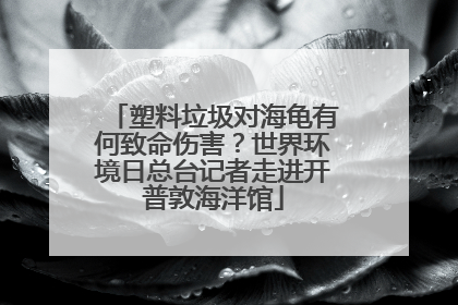 塑料垃圾对海龟有何致命伤害？世界环境日总台记者走进开普敦海洋馆