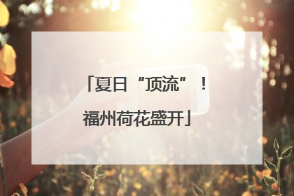 夏日“顶流”！福州荷花盛开