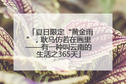 夏日限定“黄金雨”，耿马仿若在画里——有一种叫云南的生活之365天