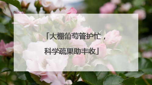 大棚葡萄管护忙，科学疏果助丰收