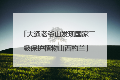 大通老爷山发现国家二级保护植物山西杓兰