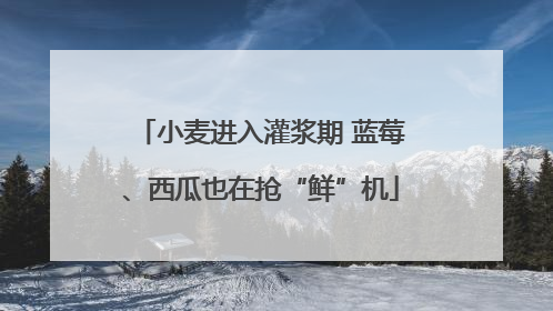 小麦进入灌浆期 蓝莓、西瓜也在抢“鲜”机
