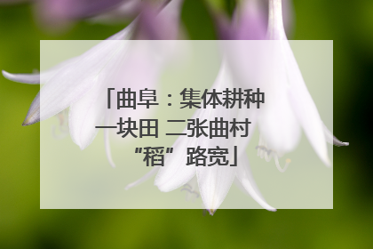 曲阜：集体耕种一块田 二张曲村“稻”路宽