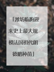 潍坊临朐迎来史上最大规模法国祖代朗德鹅种苗