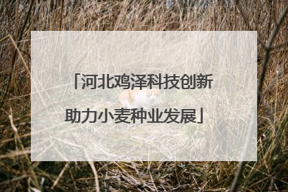 河北鸡泽科技创新助力小麦种业发展