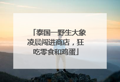 泰国一野生大象凌晨闯进商店，狂吃零食和鸡蛋