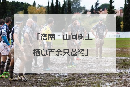 洛南：山间树上栖息百余只苍鹭