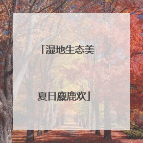 湿地生态美 夏日麋鹿欢