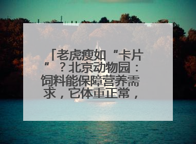 老虎瘦如“卡片”？北京动物园：饲料能保障营养需求，它体重正常，放心吧