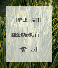 肥城：麦田翻金浪藏粮有“智”方