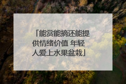 能赏能摘还能提供情绪价值 年轻人爱上水果盆栽