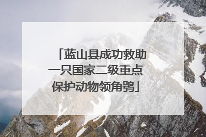 蓝山县成功救助一只国家二级重点保护动物领角鸮