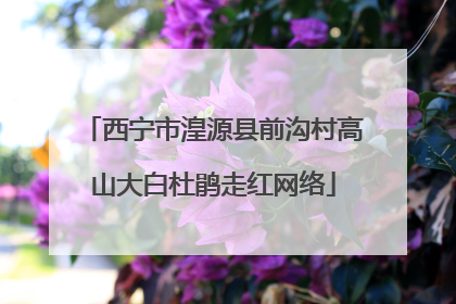 西宁市湟源县前沟村高山大白杜鹃走红网络