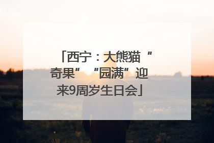 西宁：大熊猫“奇果”“园满”迎来9周岁生日会
