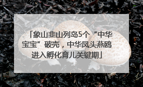 象山韭山列岛5个“中华宝宝”破壳，中华凤头燕鸥进入孵化育儿关键期