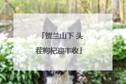 贺兰山下 头茬枸杞迎丰收