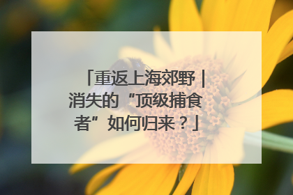 重返上海郊野｜消失的“顶级捕食者”如何归来？