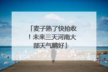 麦子熟了快抢收！未来三天河南大部天气晴好